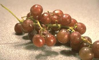 Associated image for entry 'grape(s)'