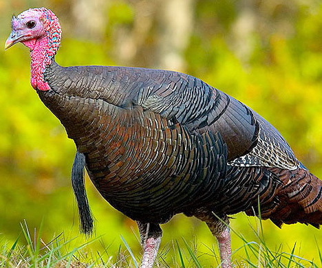 Associated image for entry 'turkey beard (hair-like feathers on chest of a turkey)'