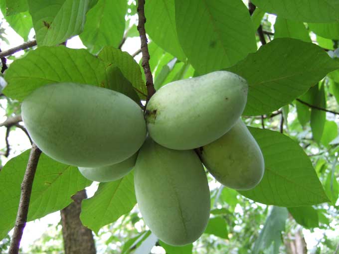Associated image for entry 'paw-paw (the fruit) [Asimina triloba];  pawpaw'