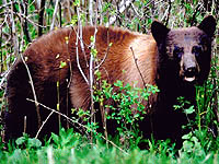 Associated image for entry 'bear'