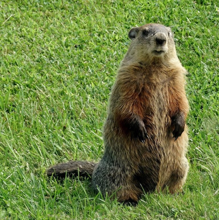 Associated image for entry 'woodchuck; groundhog'