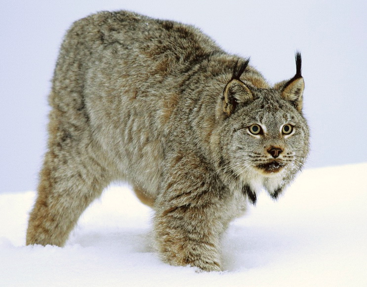 Associated image for entry 'lynx'