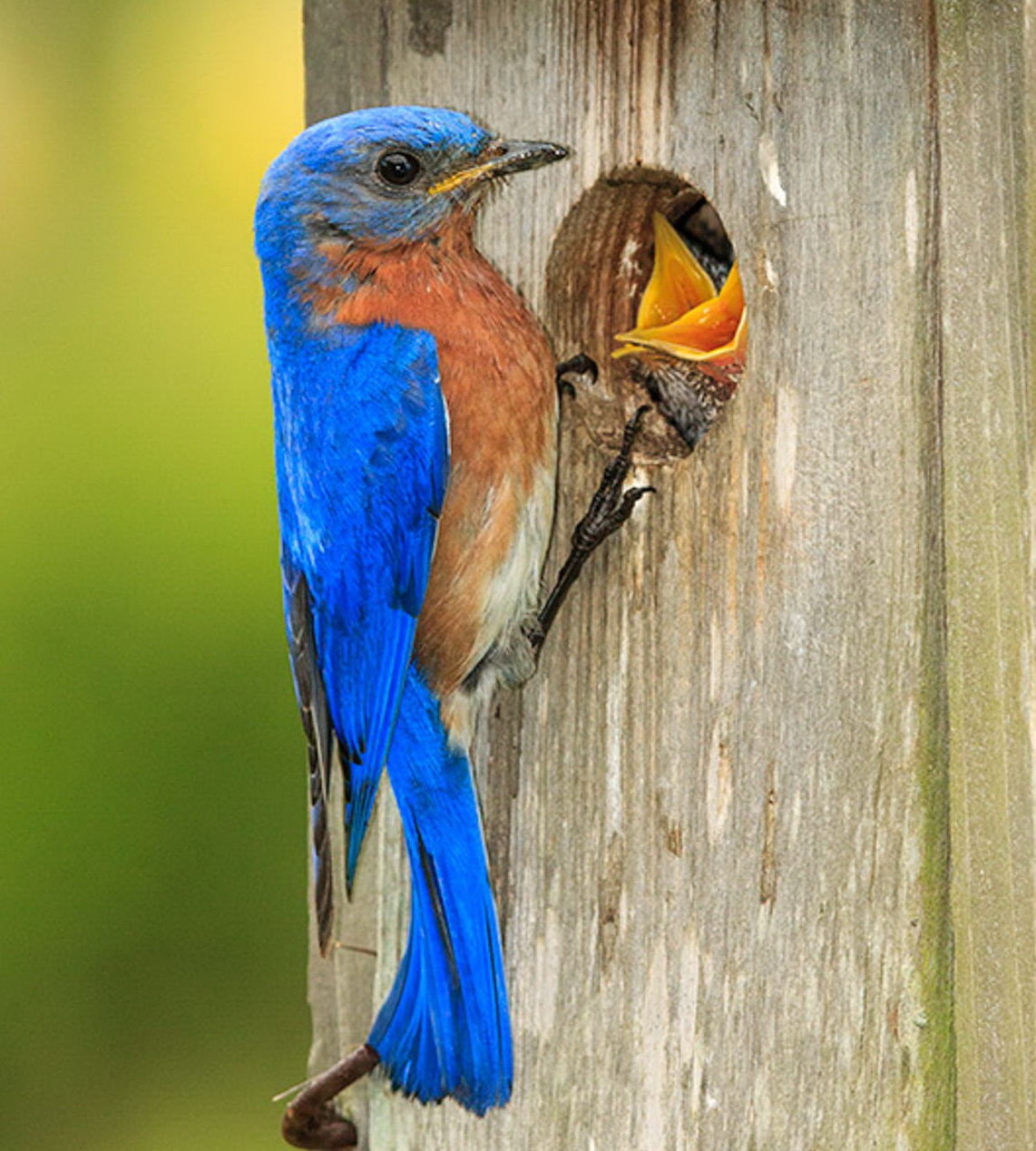Associated image for entry 'bluebird'