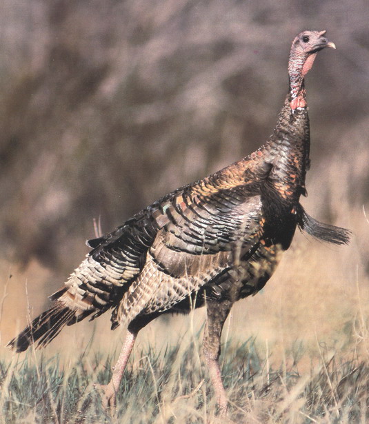 Associated image for entry 'turkey'