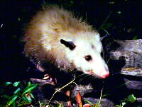 Associated image for entry 'opossum (lit: white face); white person (slang)'