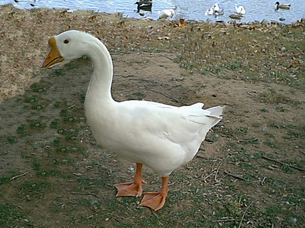Associated image for entry 'goose (domestic)  [lit- white fowl]'