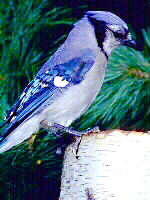 Associated image for entry 'bluejay'