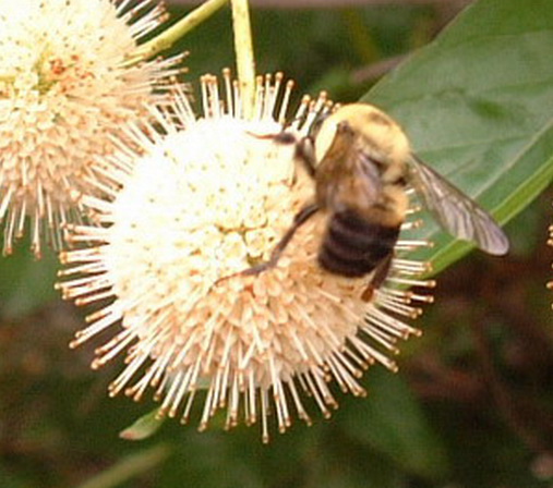 Associated image for entry 'bumble bee'