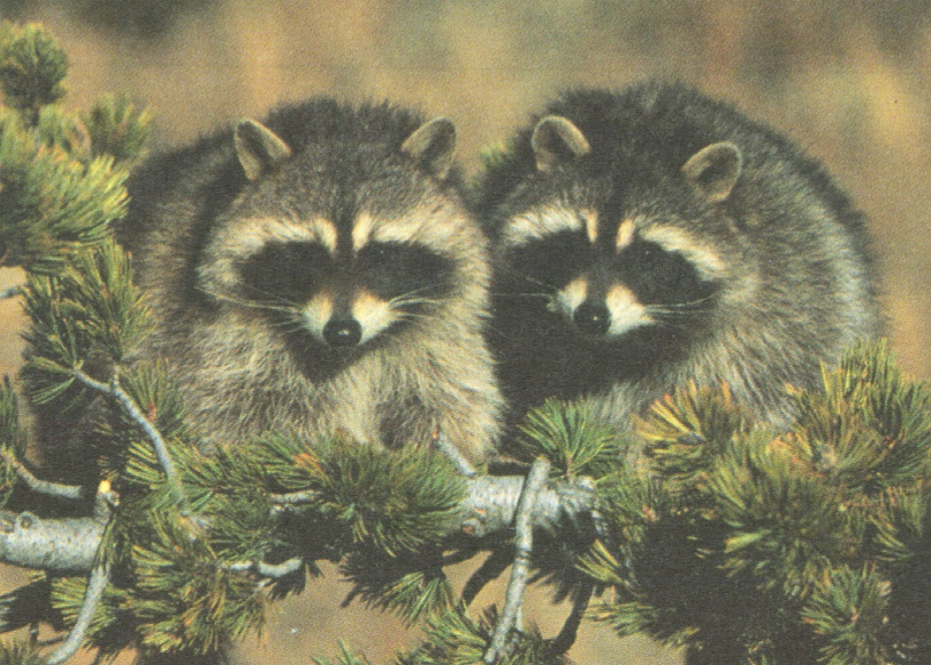 Associated image for entry 'raccoons'