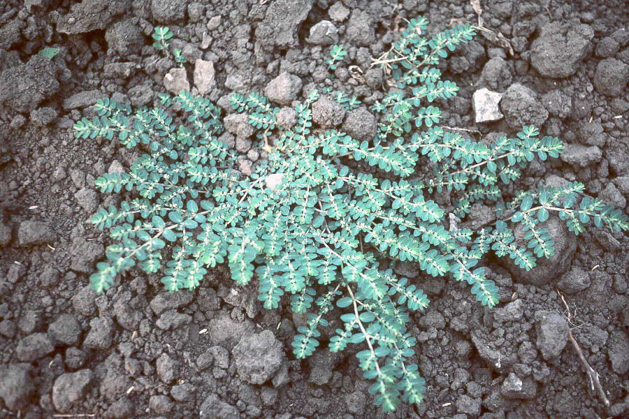 Associated image for entry 'Spurge (Chamaesyce spp.)'