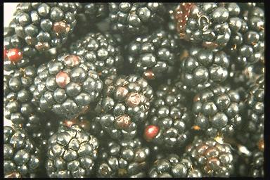 Associated image for entry 'blackberries'