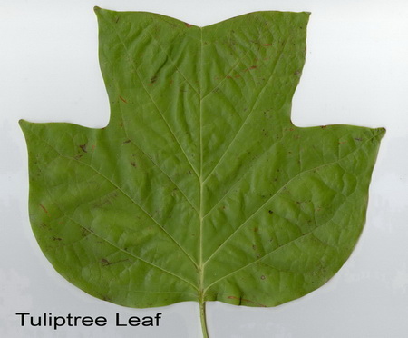 Associated image for entry 'Tuliptree (Liriodendron tulipifera)'