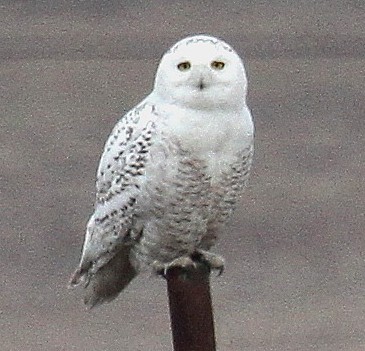 Associated image for entry 'white owl;  snowy owl'