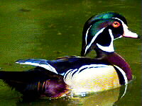 Associated image for entry 'wood duck'