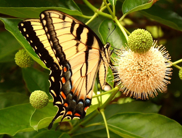 Associated image for entry 'butterfly'