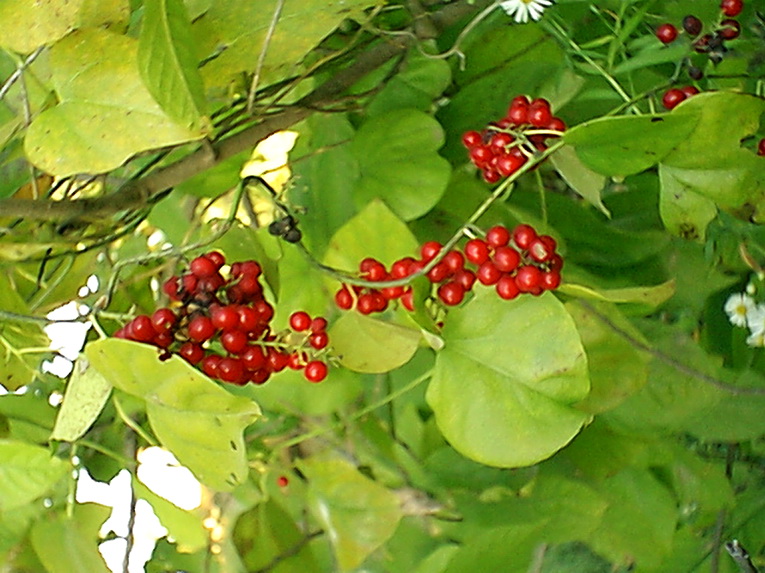 Associated image for entry 'American bittersweet berry/berries'