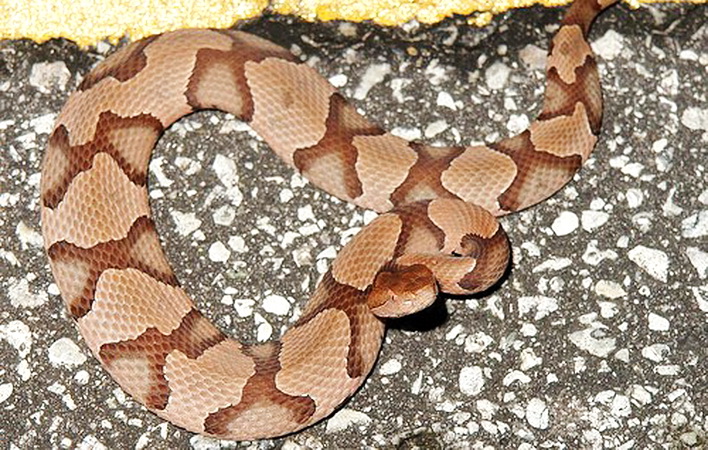 Associated image for entry 'copperhead snake [Agkistrodon contortrix]'