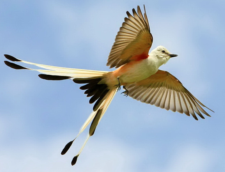 Associated image for entry 'scissor-tailed flycatcher'