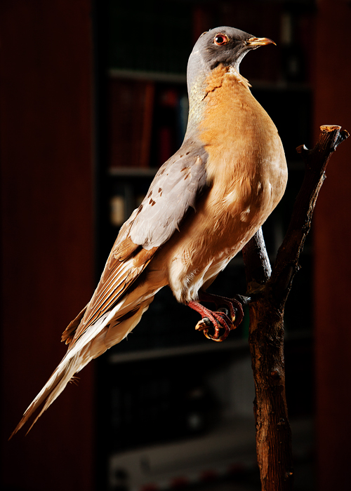 Associated image for entry 'pigeon (originally passenger pigeon)'