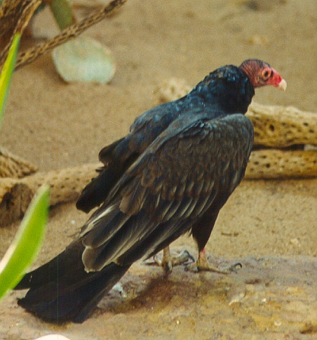 Associated image for entry 'turkey vulture;  turkey buzzard'