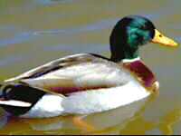 Associated image for entry 'mallard duck'