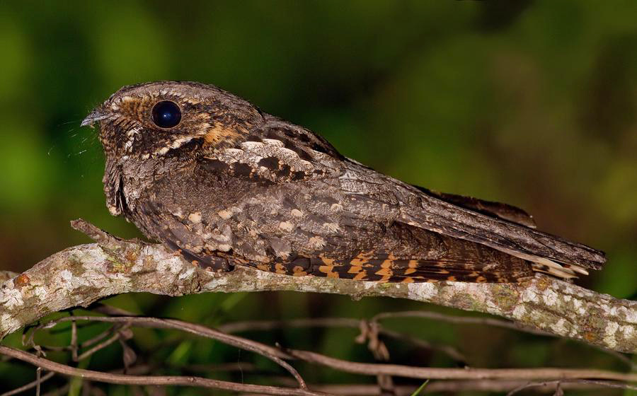 Associated image for entry 'whip-poor-will (Caprimulgus vociferus)'