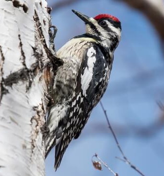 Associated image for entry 'sapsucker (a woodpecker)'