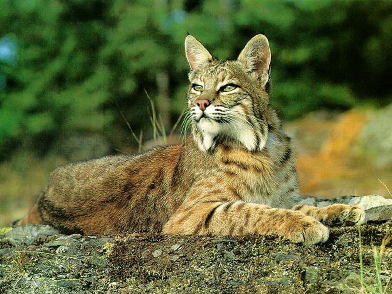 Associated image for entry 'bobcat'