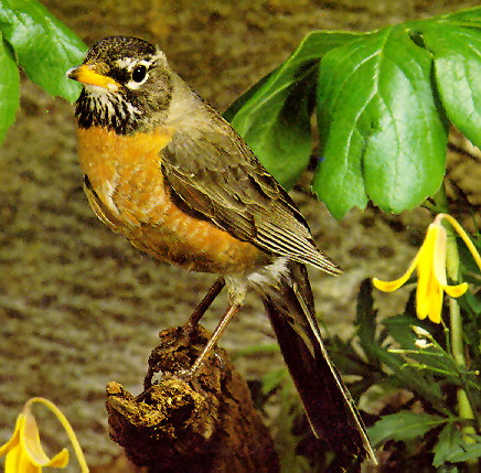 Associated image for entry 'robin (bird)'