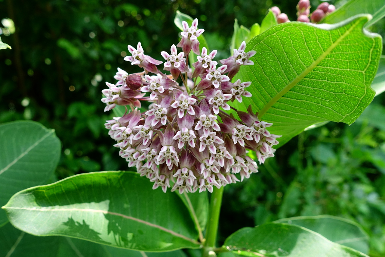 Associated image for entry 'milkweed (edible type) (sometimes known as wild cabbage)'