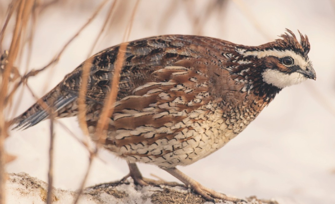 Associated image for entry 'bobwhite (quail)'