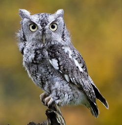 Associated image for entry 'screech owl'