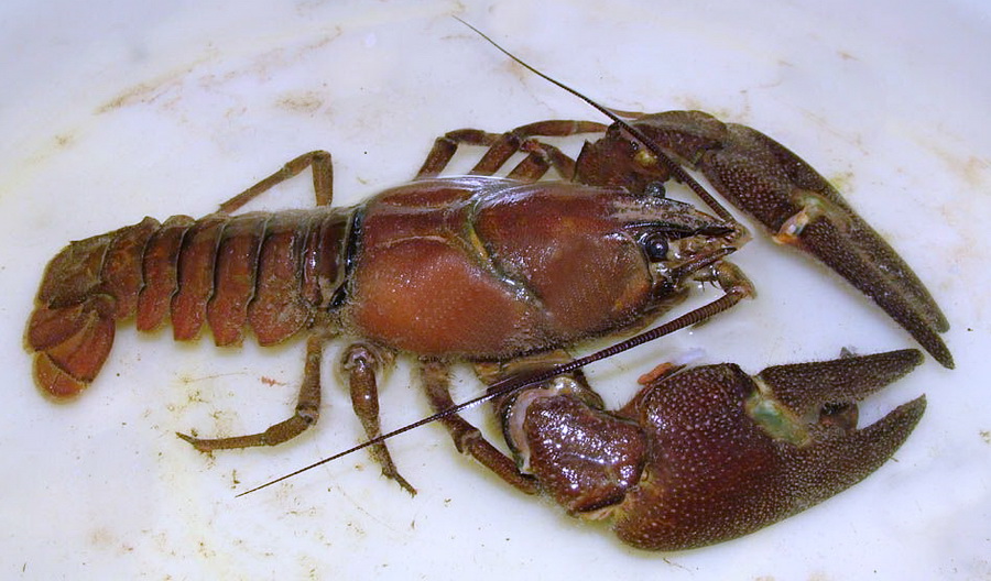 Associated image for entry 'crawdad; crayfish'