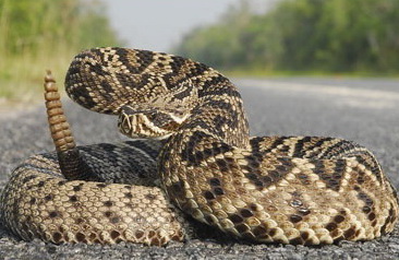 Associated image for entry 'rattlesnake'