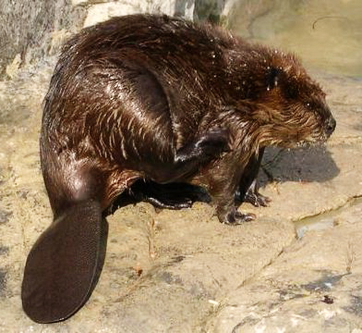 Associated image for entry 'beaver; place name of Tamaqua, PA'
